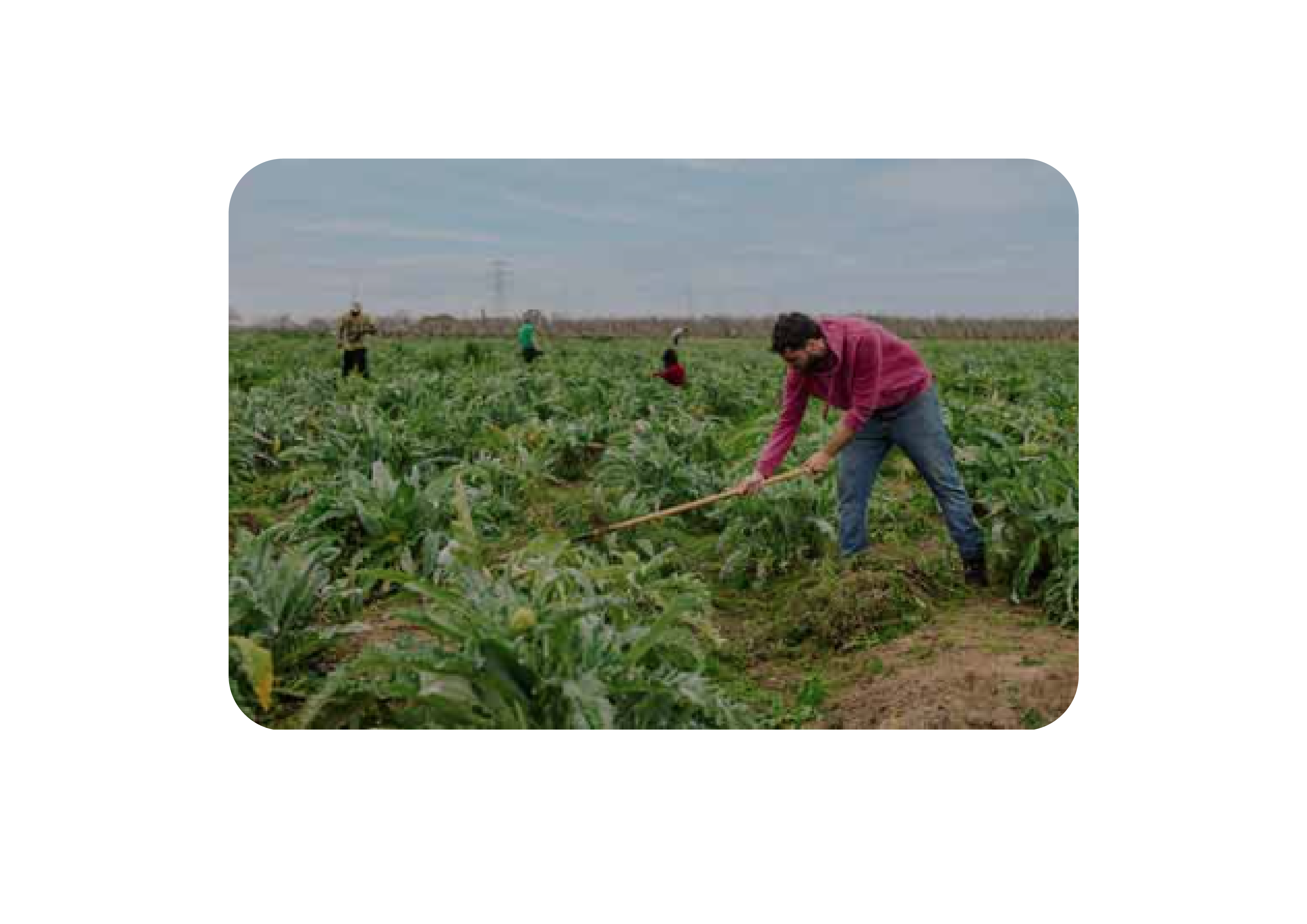 Reaching 35,000 Farmers